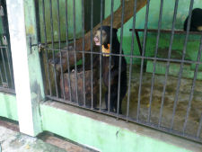 Bear cage at Yangon zoo