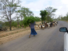 Herd of goats outside Bagan in Myanmar