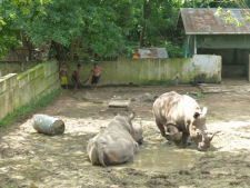 Rhinos at Yangon zoo