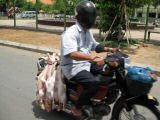 A guy transporting chickens in Phnom Penh
