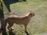 Close encounter with a big cat at Spier wine estate