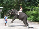 Elephant show at Samui