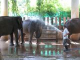 Elephants at Dusit zoo