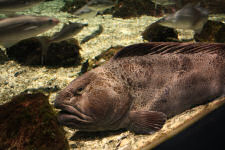 Fish in aquarium at Polaria