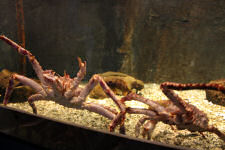 Large crabs in aquarium at Polaria in Troms