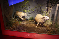 Lynx vs. sheep at Troms museum