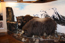 Moskus at the Polar museum in Troms