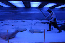 Seal hunting method at Polar museum in Troms