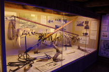 Walrus skeleton at Polar museum in Troms