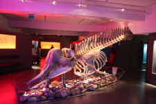 Whale skeleton at Troms museum