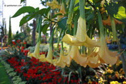 Flowers called Angel trumpets