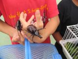Big beetles