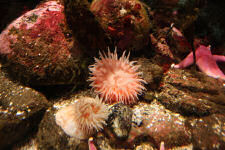 They also had displays of some sort of corals at Polaria