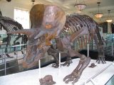 Another dinosaur at the museum