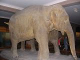 Elephant at museum of Natural history