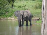 An elephant enjoying a dip