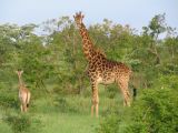 Giraffes at Djuma