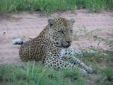 Getting close to a leopard at Djuma Vuyatela