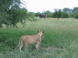 A lioness and an elephant