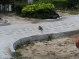 Lizard out for a walk at Perhentian Island