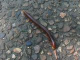 The local wild life in Bangkok