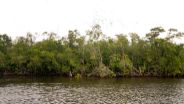 Scenery in the Everglades