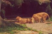 Lions at the zoo