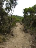Trail leading down to Mweka camp