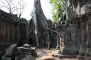 Tree roots are taking over the walls at Ta Prohm