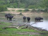 Water buffalo not far from our chalet