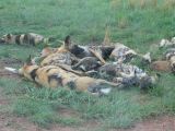 A bunch of wild dogs after a meal
